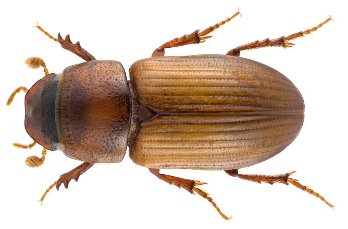 Subrinus Sturmi