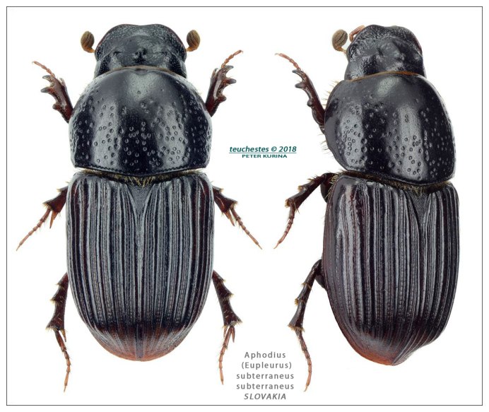 Aphodius Germanus