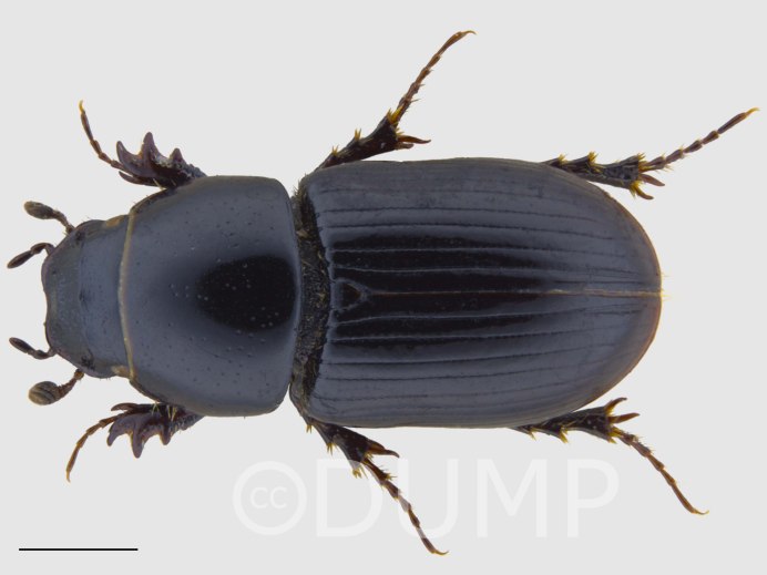 Oxygrylius ruginasus