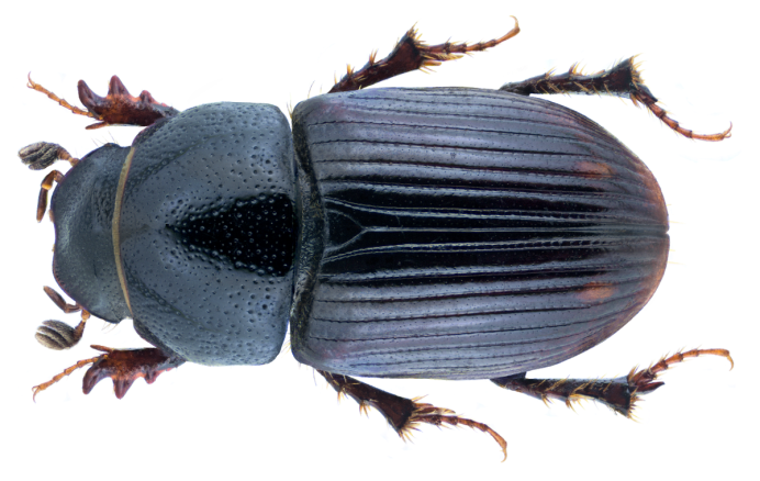 Esymus merdarius