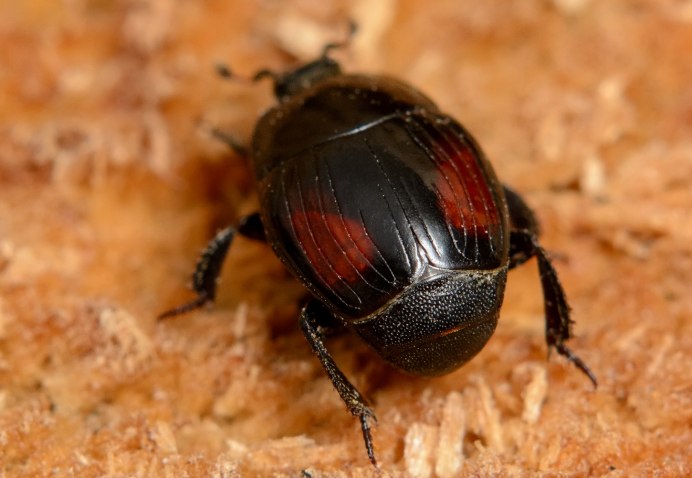 Margarinotus bipustulatus