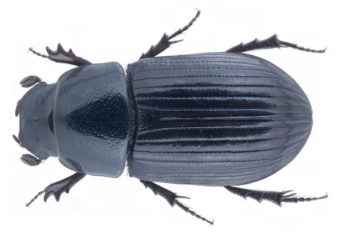 Aphodius (Chilothorax) comma Reitter, 1892