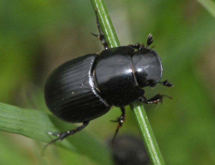 Poecilochirus Carabi