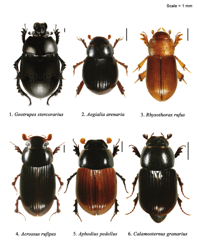 Aphodius (Acrossus) rufipes (Linnaeus, 1758)