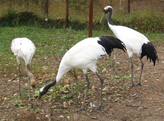 Японский (Уссурийский) журавль Grus japonensis