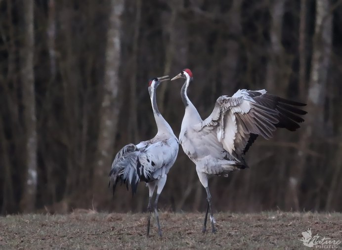 Ciconia Ciconia