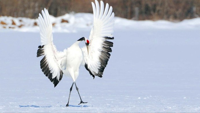 Журавли летают