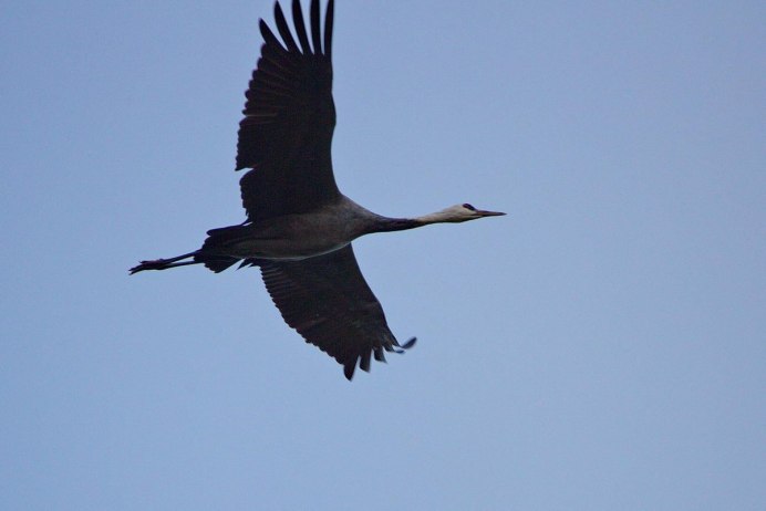 Grus monacha