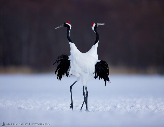 Журавль Черношейный (Grus nigricollis)