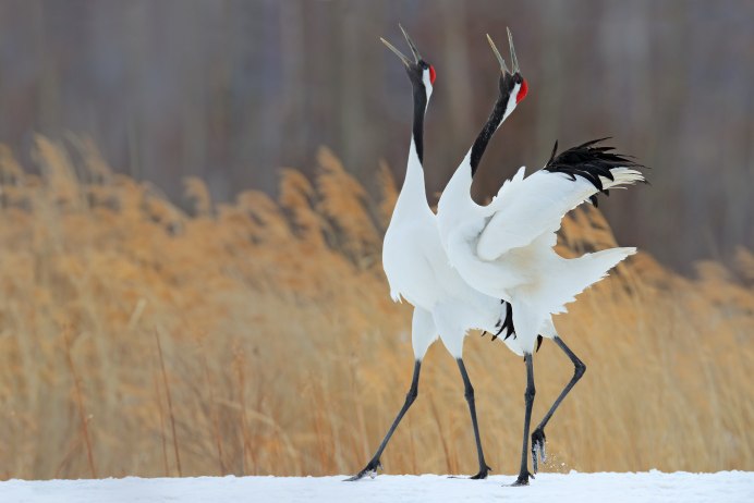 Японский (Уссурийский) журавль Grus japonensis (Muller, 1776)
