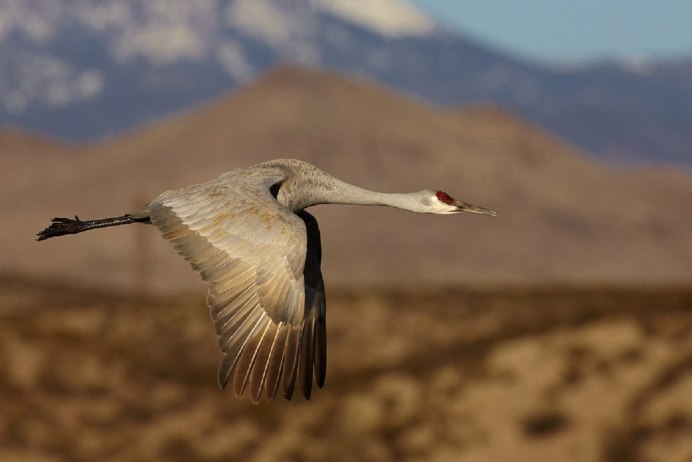 Egretta ardesiaca