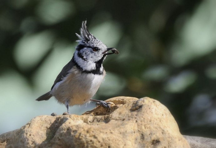 Parus cristatus