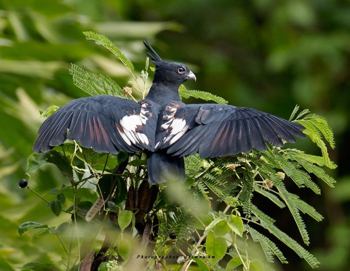 Grey Crest