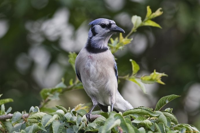 Crested Bellbird