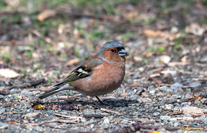 Зяблик fringilla COELEBS гнездо