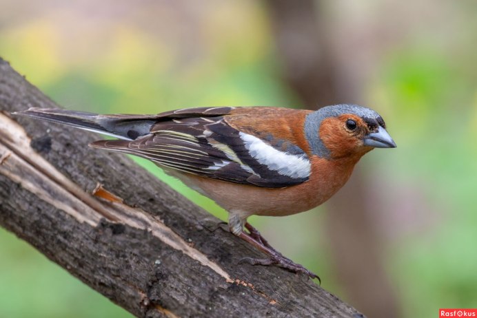 Зяблик fringilla COELEBS гнездо
