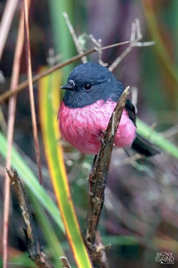 Розовый робин птица