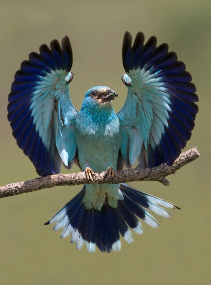 Обыкновенная сизоворонка Coracias garrulus