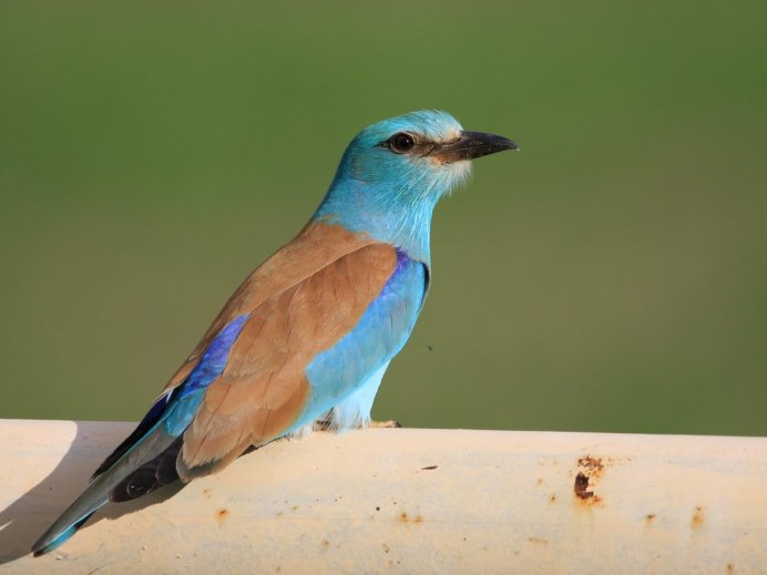 Обыкновенная сизоворонка Coracias garrulus