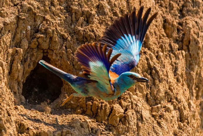 Обыкновенная сизоворонка Coracias garrulus