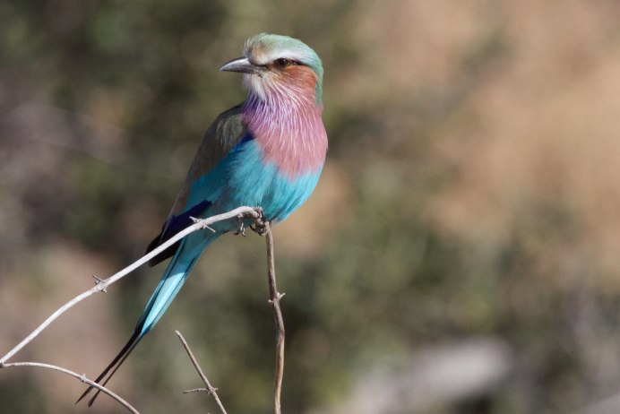 Обыкновенная сизоворонка Coracias garrulus