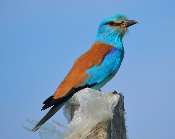 Обыкновенная сизоворонка Coracias garrulus