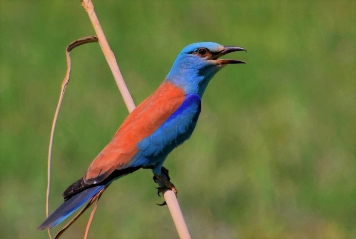 Сизоворонка Coracias garrulus