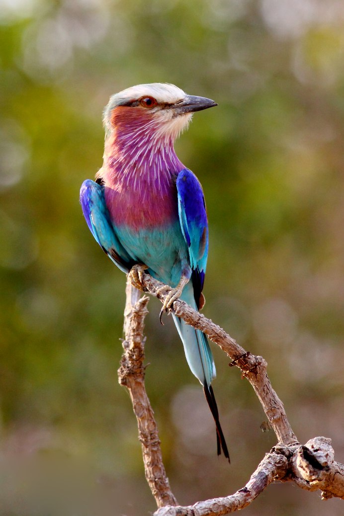Обыкновенная сизоворонка Coracias garrulus