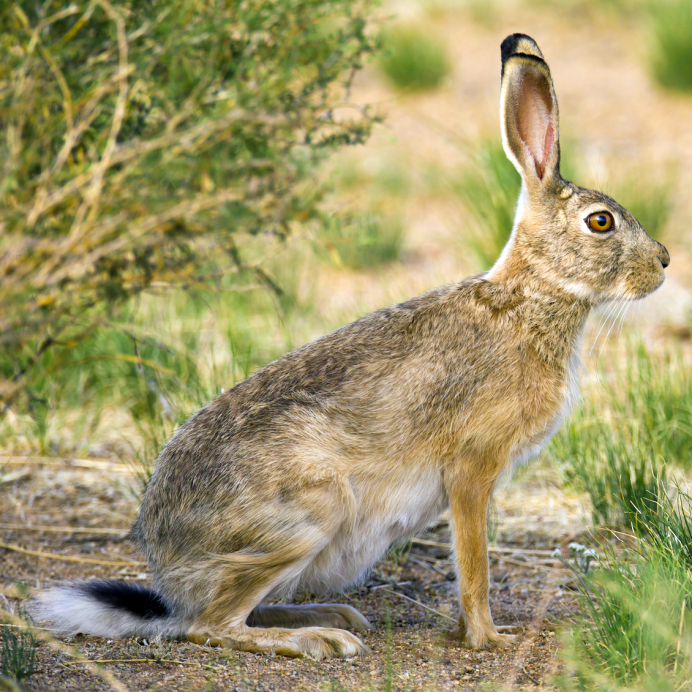 Заяц Русак (Lepus europaeus)
