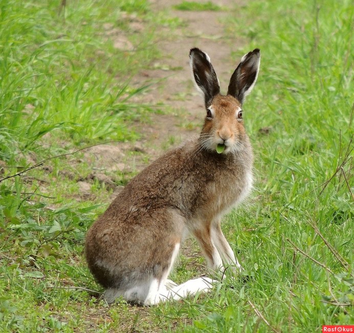 Заяц-Русак (лат. Lepus europaeus)