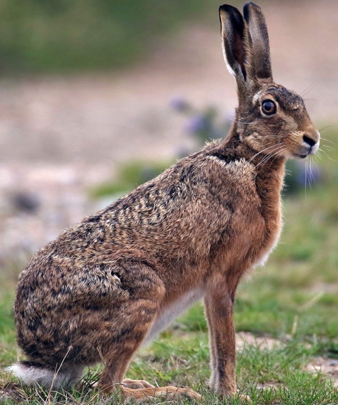 Заяц Русак (Lepus europaeus)