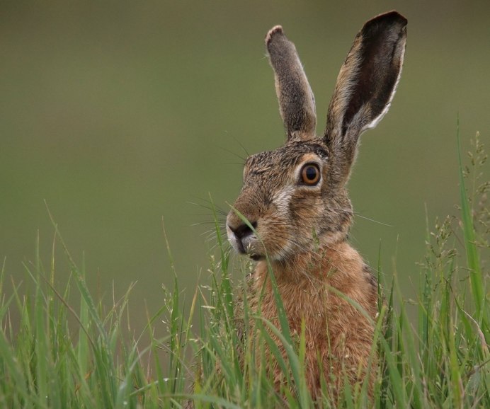 Заяц-Русак (лат. Lepus europaeus)