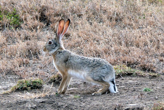 Маньчжурский заяц Lepus mandshuricus