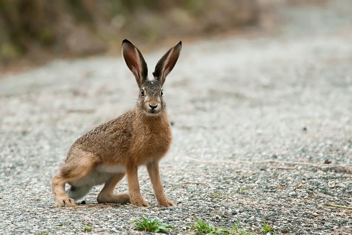 Заяц-Русак (лат. Lepus europaeus)
