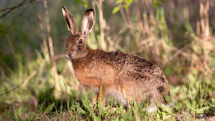 Заяц Русак (Lepus europaeus)