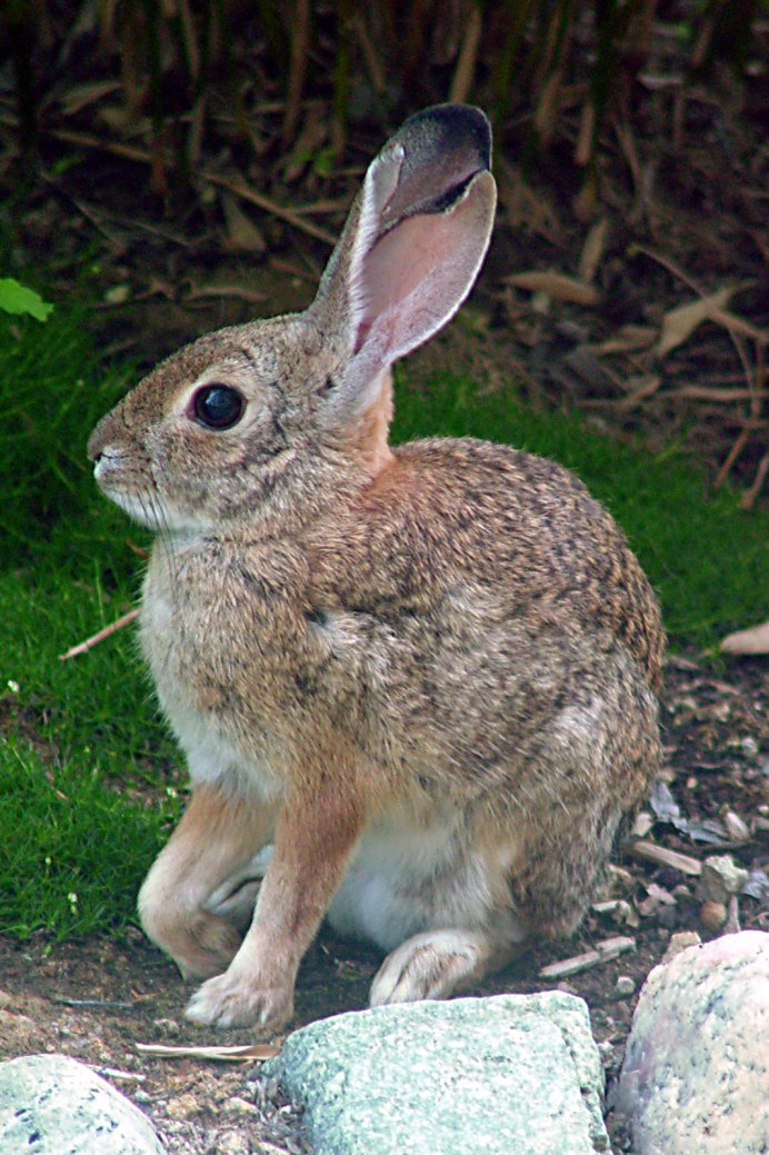 Степной кролик Sylvilagus audubonii