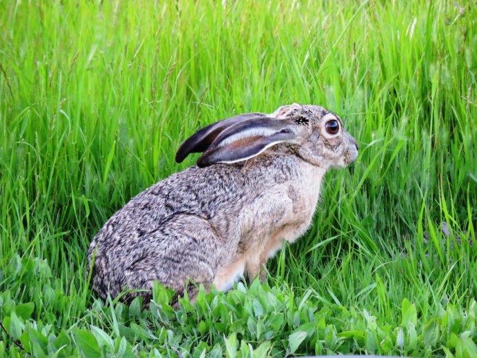 Lepus mandshuricus