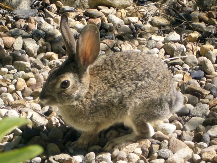 Степной кролик Sylvilagus audubonii