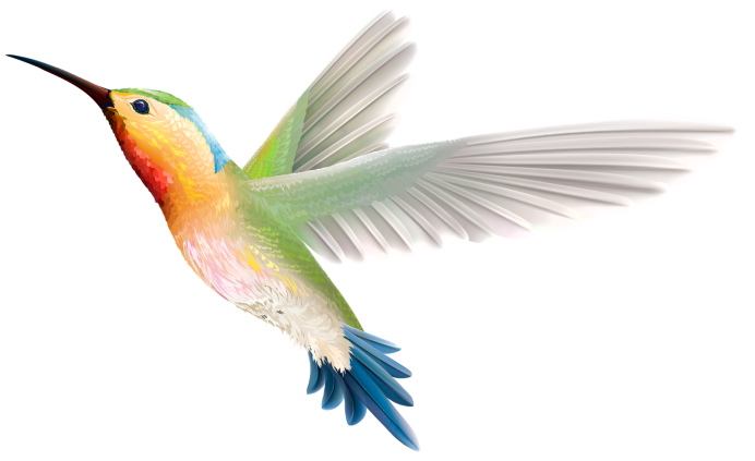 Hummingbird Studio