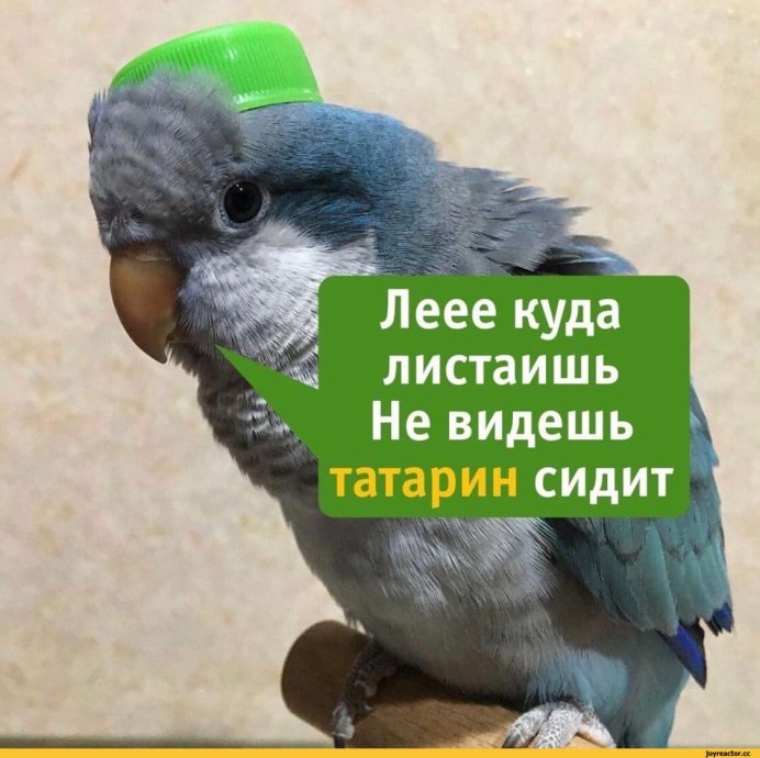 Татарский попугай Мем