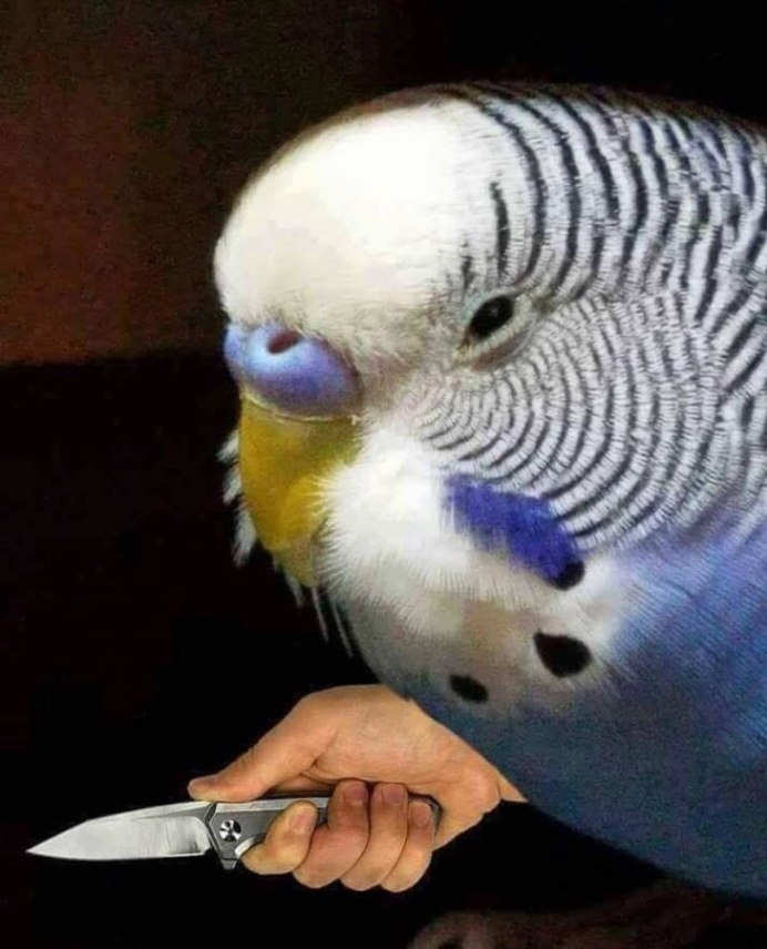 Попугай с ножичком