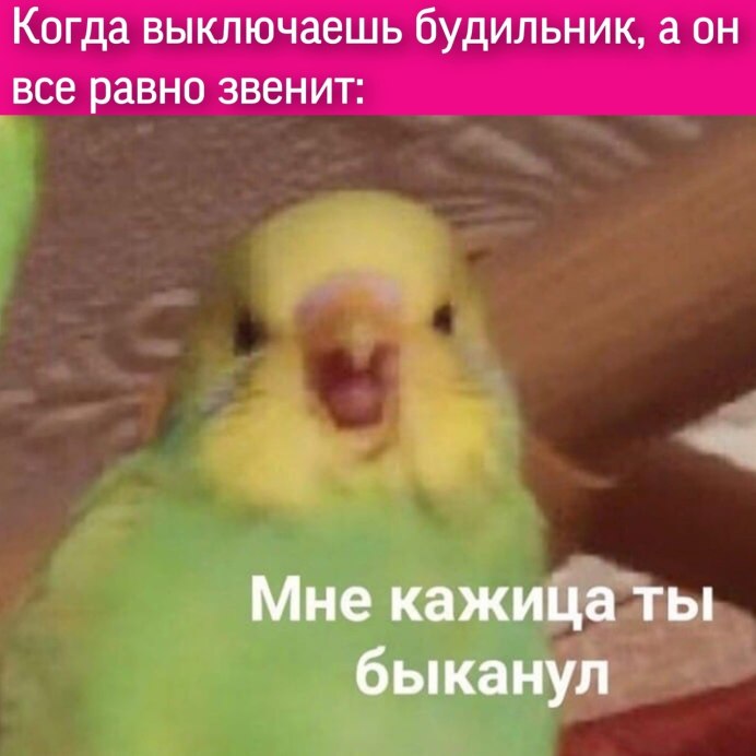 Попугай Мем