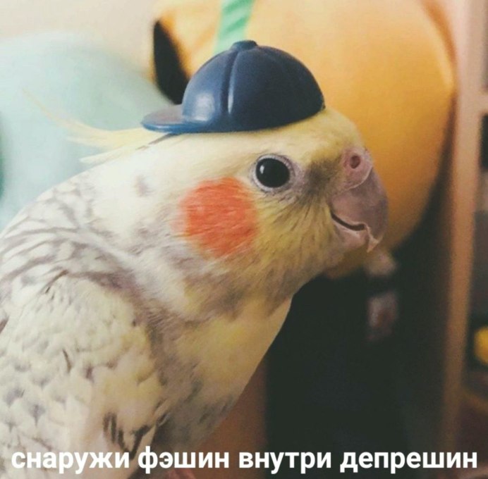 Мемы с попугаями