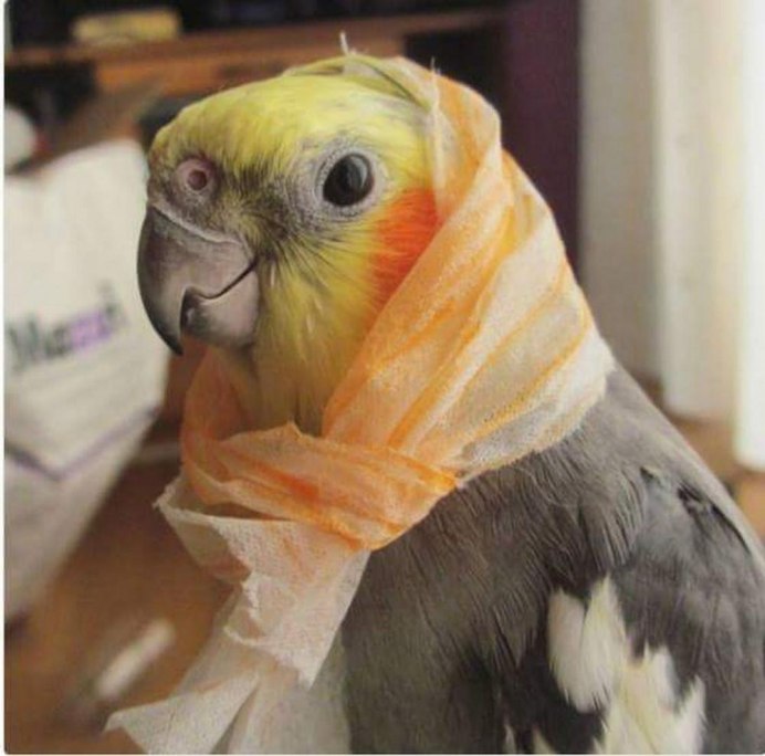 Смешные кореллы