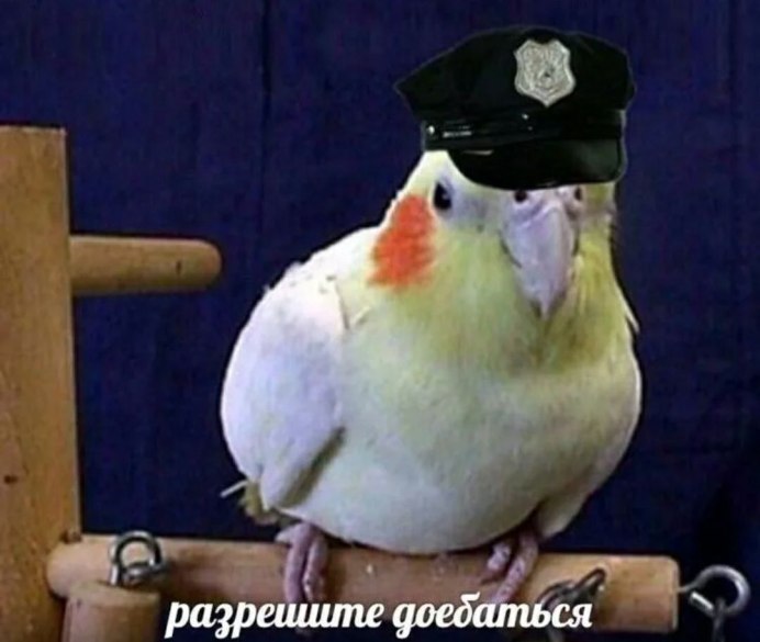 Попугай в лифчике Мем