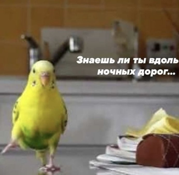 Мемы с попугаями