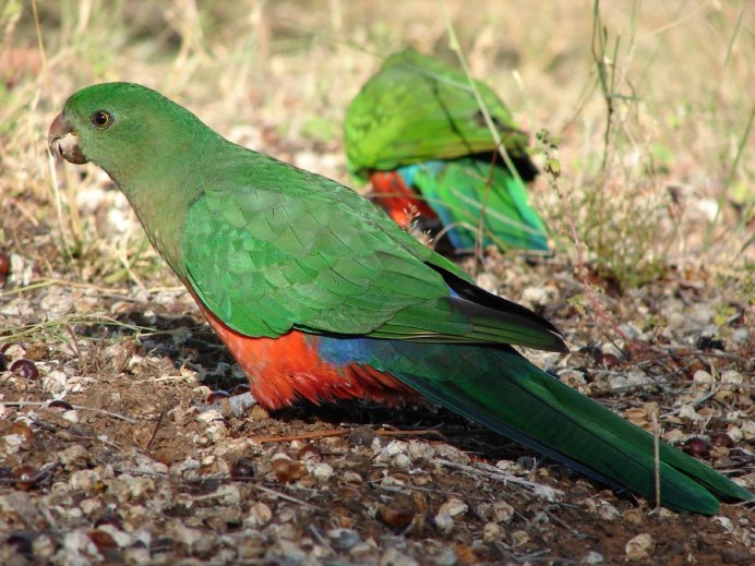 Alisterus scapularis