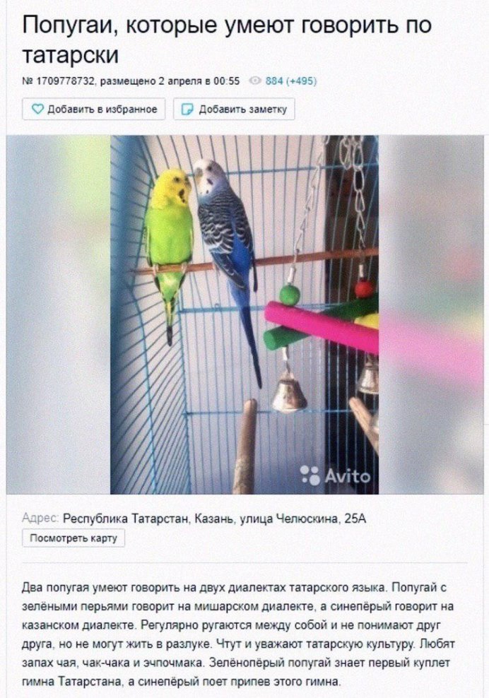 Объявление про попугая смешное