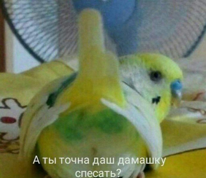 Попугай в лифчике Мем