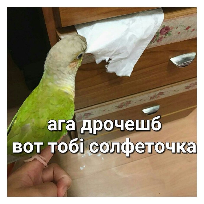 Неразлучники попугаи